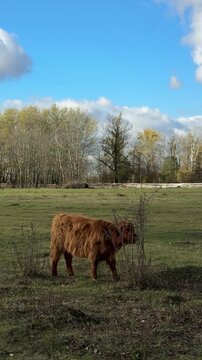 Highland cattle calf grazes in open pasture near tree line under blue sky. Conservation grazing, rewilding landscapes, hardy heritage breeds, regenerative land management