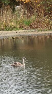 Young swan cygnet and mallard duck swim on lake near reed covered shore. Waterfowl habitat protection, lake water quality, urban wildlife coexistence, autumn bird monitoring