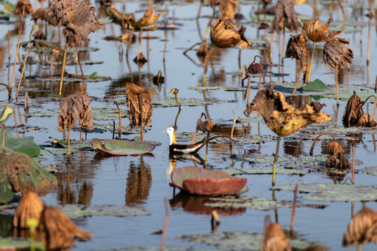 Pheasant tailed jacana swimming among dry lotus leaves in a wetland pond