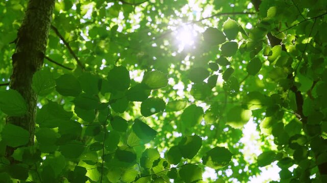 Low underview through dense deciduous canopy showing layered serrated leaves, thin branches, and textured trunk with bright midday sun visible through gaps