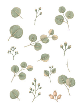 Vintage Eucalyptus Botanical Clipart Collection &ndash; Elegant Greenery Elements