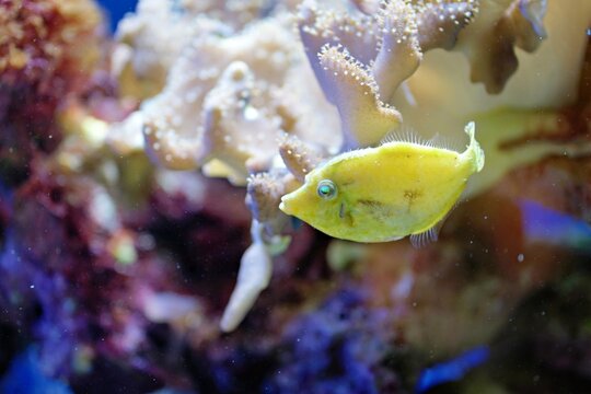 A small bright yellow filefish swims gracefully alongside soft corals in a lush saltwater reef aquarium.