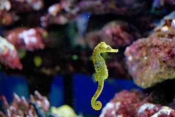 A striking yellow spotted seahorse floats gracefully in the clear blue water of a saltwater reef aquarium. © Констянтин Батыльчук