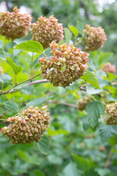 A vertical view of ninebark branches bearing clusters of papery seed heads with pale pink tones. Green foliage surrounds the plant, highlighting the late summer to autumn garden atmosphere.