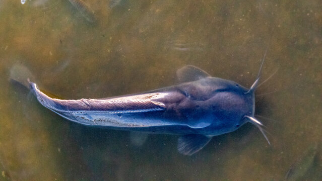 Top view of a catfish swimming in murky pond water