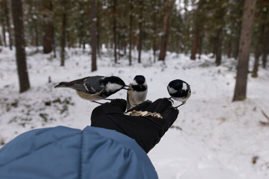 Wild birds feeding from a human hand in a winter forest. Outdoor adventure, tits sitting on a human hand with seeds. Close-up human and wildlife interaction, snowy woodland background, natural light.