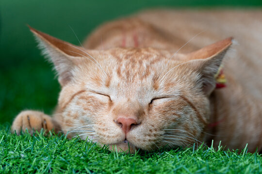 Portrait of ginger cat sleeping on green mat, Jeju-do, South Korea