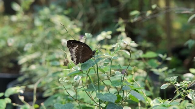 A Hypolimnas bolina Great Eggfly butterfly resting with wings folded on a green leaf against a softly blurred tropical garden background. Nature concept