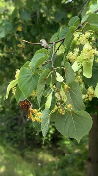 Fritillary butterfly rests on blooming linden branch with yellow flowers and green leaves. Butterfly population decline, urban tree canopy value, nectar source conservation, insect biodiversity
