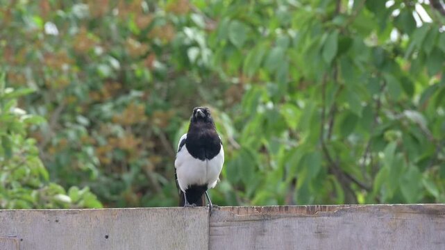 Young Magpie (Pica pica) taking off from a garden fence.  August, London, UK [Slow motion x10]
