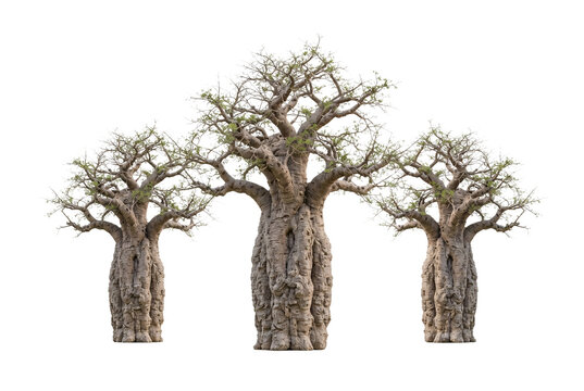Three thick baobab trees with sprawling branch canopies lined up side by side.