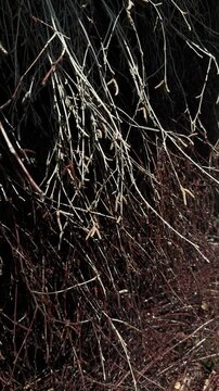 Dense wall of dry brushwood branches with catkins stacked in graduation tower. Natural brine evaporation, salt graduation tower, blackthorn brushwood structure, halotherapy wellness