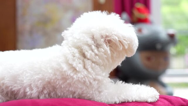 Two adorable white Maltese dogs relaxing on red cushions at home, creating a warm and cozy pet lifestyle scene.