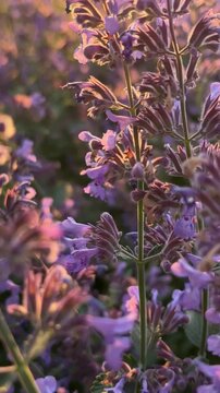 Camera moves through blooming purple catmint flowers in garden at sunset. Drought tolerant garden design, pollinator friendly planting, slow living nature moments, mindful outdoor rest