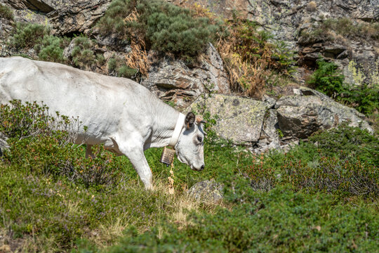 White Cow Wearing Cowbell Grazing on Rocky Mountain Pasture Slope, Pyrenees, Livestock Grazing in Nature