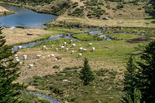 Herd of Cows Grazing in Mountain Valley with River and Lake, High Altitude Pasture Landscape, Scenic Nature View