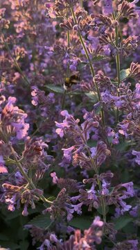 Bumblebee feeds on purple catmint flowers in garden at sunset. Pollinator friendly planting, drought tolerant garden design, native bee conservation, urban biodiversity