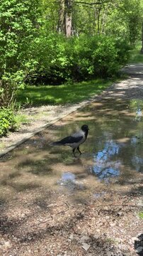 Hooded crow drinks from puddle on gravel park path surrounded by green trees. Urban wildlife adaptation, city birds water access, heat resilience in parks, urban biodiversity