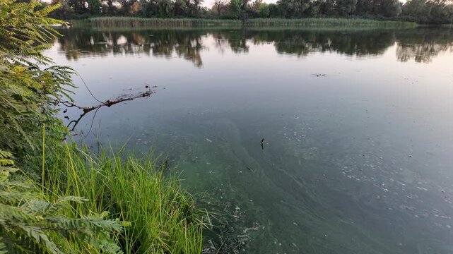 Peaceful river landscape at golden hour sunset with tall green reeds and beautiful tree reflections on calm water. Green algae bloom on the surface highlighting environmental ecological issues.