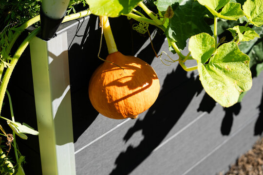 Hokkaido K&uuml;rbis cucurbita maxima aus dem eigenen Garten f&uuml;r eine pikante K&uuml;rbissuppe