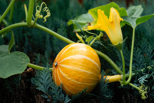 Hokkaido K&uuml;rbis cucurbita maxima aus dem eigenen Garten f&uuml;r eine pikante K&uuml;rbissuppe