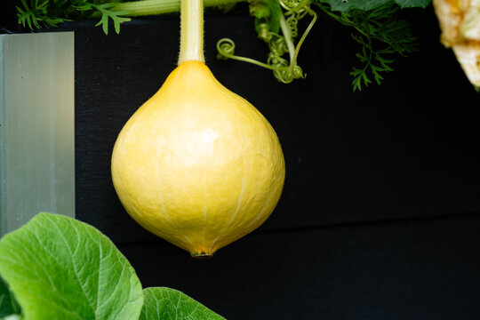 Hokkaido K&uuml;rbis cucurbita maxima aus dem eigenen Garten f&uuml;r eine pikante K&uuml;rbissuppe