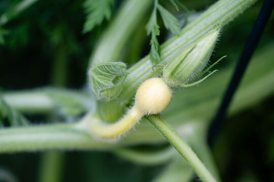 Hokkaido K&uuml;rbis cucurbita maxima aus dem eigenen Garten f&uuml;r eine pikante K&uuml;rbissuppe