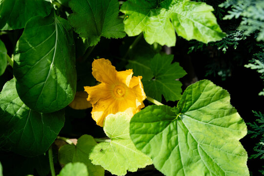 Hokkaido K&uuml;rbis cucurbita maxima aus dem eigenen Garten f&uuml;r eine pikante K&uuml;rbissuppe