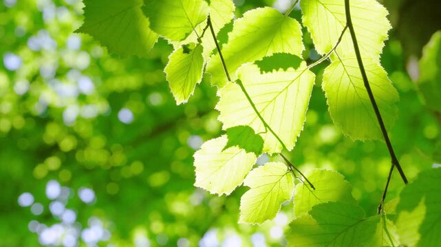 Close-up view of bright serrated leaves backlit by strong sunlight, showing translucent vein detail, fine marginal hairs, and thin dark stems connecting overlapping
