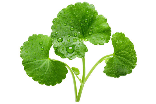 Centella Asiatica Fresh Leaves with Water Droplets on Transparent PNG Background for Skincare Cosmetic
