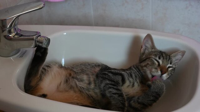 Candid close-up video capturing an adorable tabby cat washing and grooming itself inside a clean bathroom bidet. Emphasizes funny feline behavior, pet hygiene, and soft professional bokeh