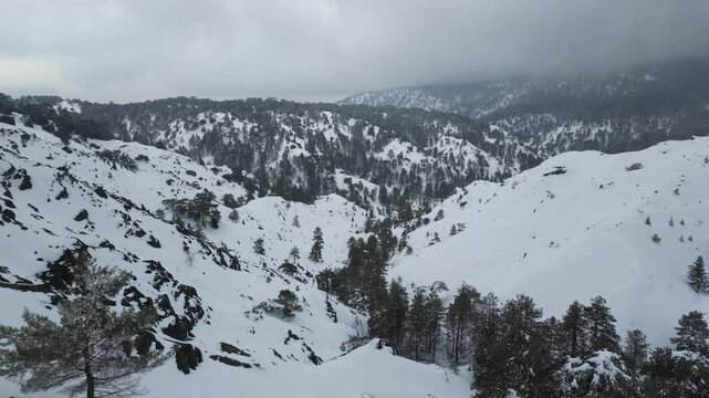 Drone footage capturing the peaceful snow-covered forests of Troodos during winter.