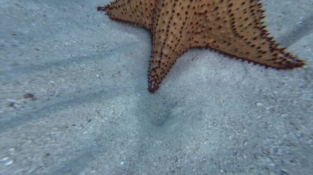 Underwater close-up three large Caribbean cushion sea stars (Oreaster reticulatus) resting on a textured, ribbed white sand bed. Turquoise ocean water illuminates natural pattern and thorny spines