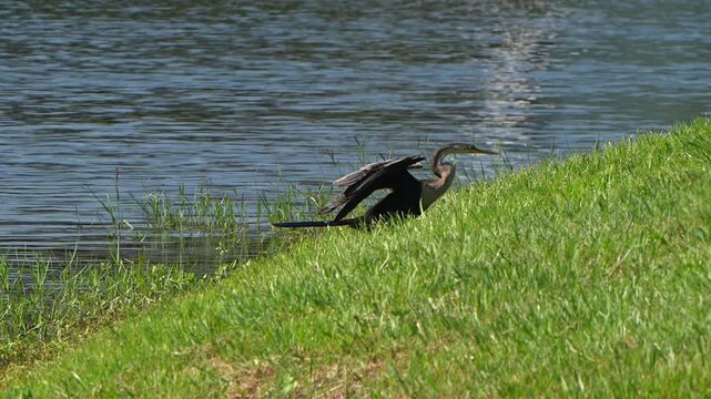 Anhinga walks up a hill