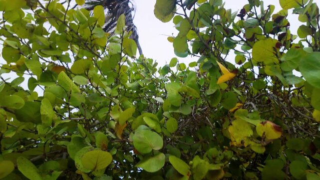 close-up sea grape tree (Coccoloba uvifera) with distinctive large, rounded green and yellowing leaves along with small clusters of ripening coastal berries, set against beach canopy background