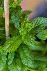 Feuilles de menthe fraîche en gros plan © ALF photo