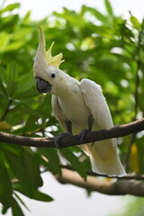 Sulphur-crested Cockatoo © Sunny