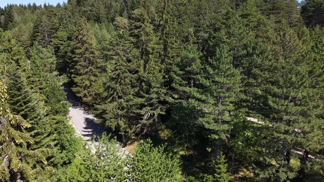 Drone Descending over Pine Forest Revealing Olympic Bobsleigh Track on Trebevic Mountain
