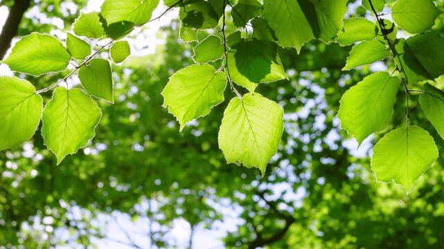 Low angle close-up of translucent heart shaped deciduous leaves gently swaying on thin twigs, backlit by warm sunlight with glowing rim light and soft bokeh