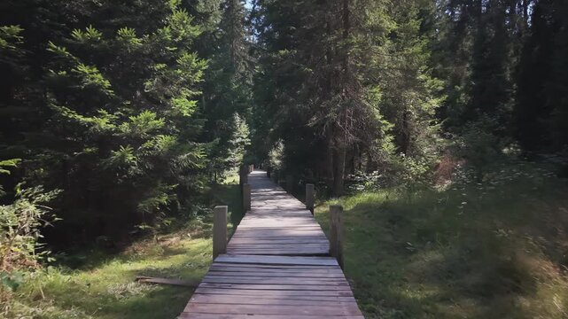 Wooden Boardwalk Pathway through Dense Evergreen Forest in Bijambare Park