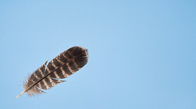 Bird feather with brown striped pattern isolated on a solid light blue background with copy space