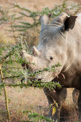 rhino in the wild © Herbert