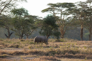 Rhino in the African Savannah © Herbert