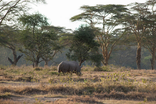 Rhino in the African Savannah