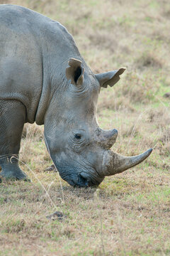 rhino in the wild