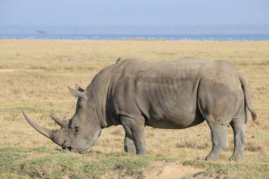 rhino in the wild