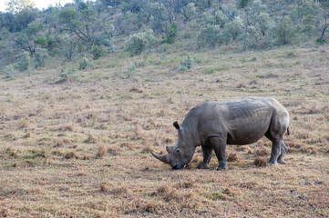 rhino in the wild © Herbert