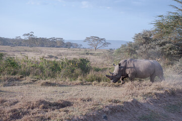 rhino in the savannah © Herbert