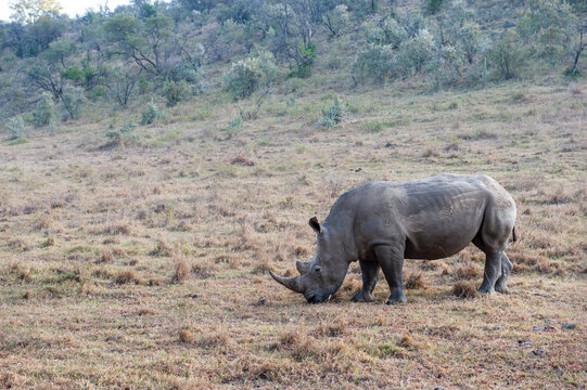 rhino in the wild