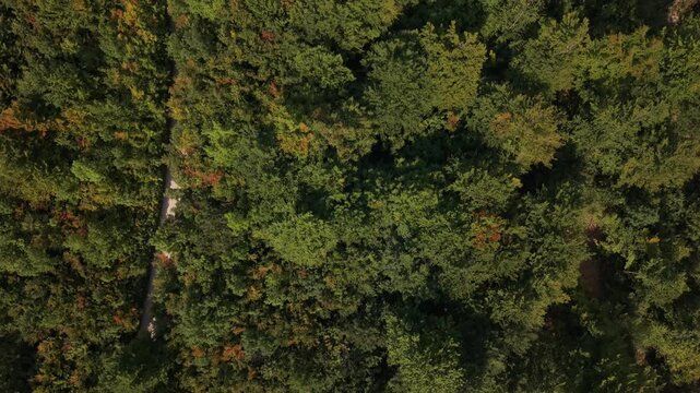 Top Down Aerial View of Dirt Forest Roads Cut Through Dense Canopy at Prenj Mountain